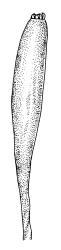Tayloria callophylla, capsule dry. Drawn from J.E. Beever 23-23, CHR 104712.
 Image: R.C. Wagstaff © Landcare Research 2015 